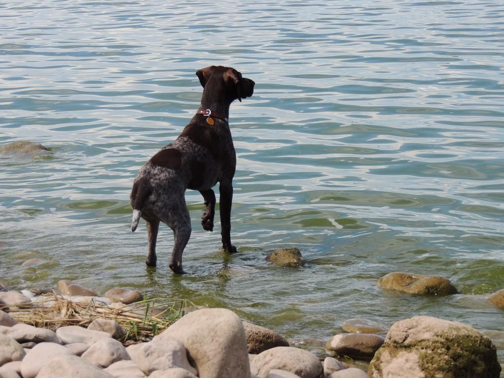 Gsp Duck Hunting Bird Dogs Bird Hunting Upland Journal Board