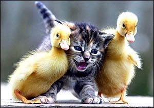 baby duck lol cat Pictures, Images and Photos