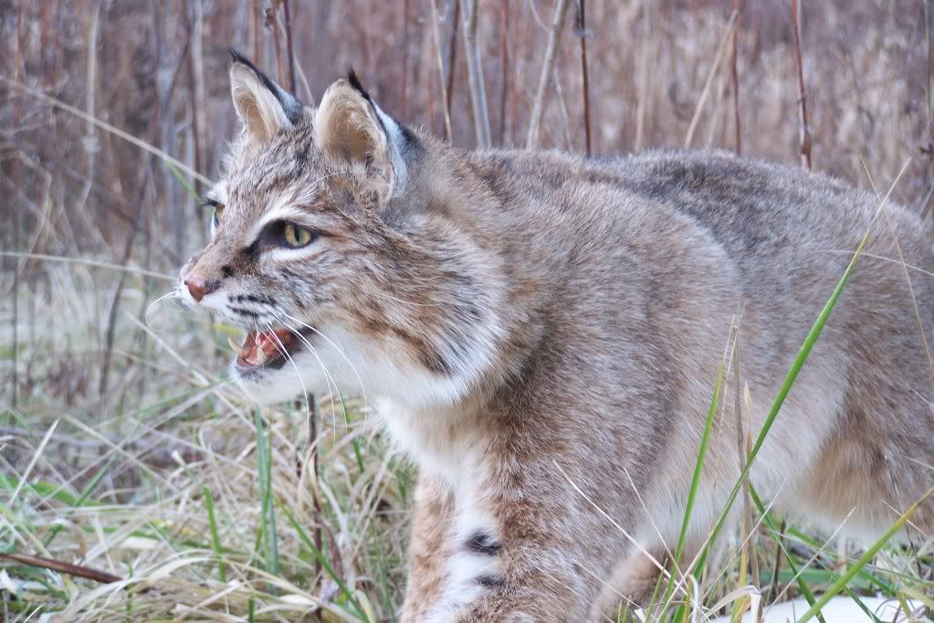 Bobcat Mount Michigan Sportsman Online Michigan Hunting and Fishing