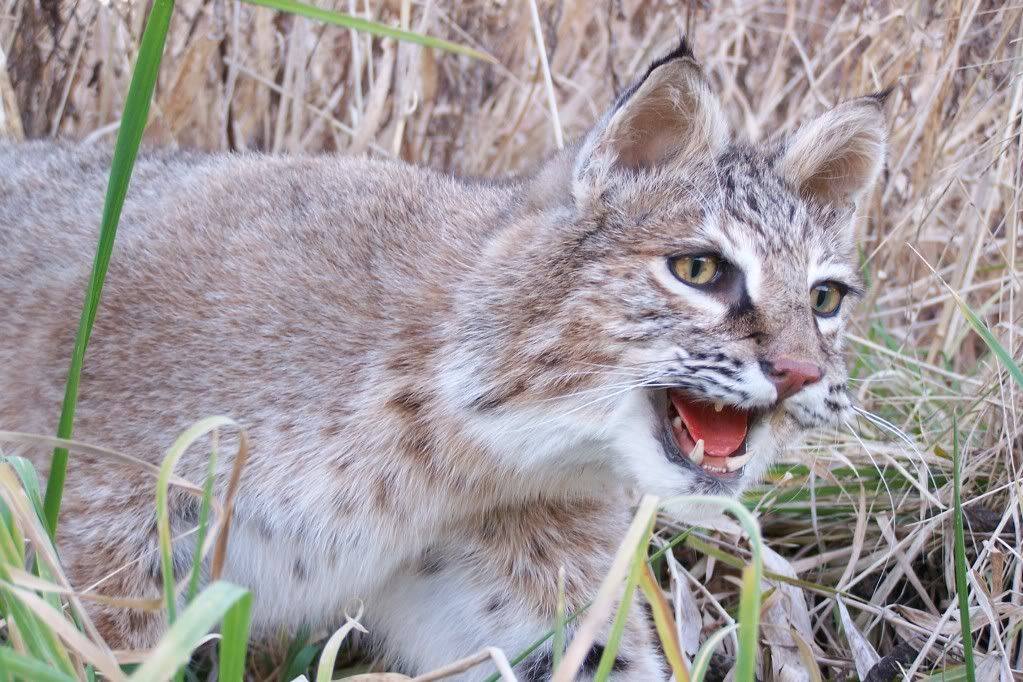 Bobcat Mount Michigan Sportsman Online Michigan Hunting and Fishing