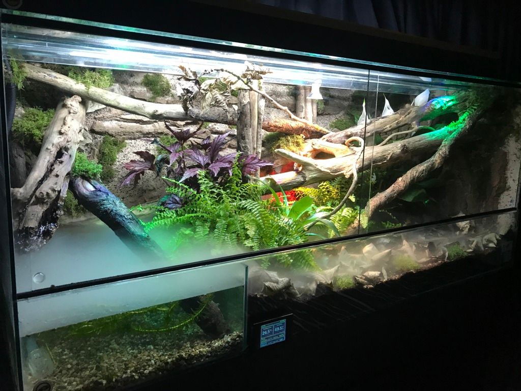 New Bioactive Boa Constrictor Vivarium | Reptile Forums