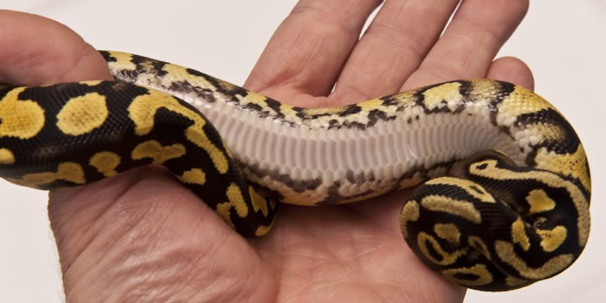 For Sale - Pastel Yellow Belly Male 385 Grams 