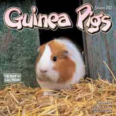 Guinea Pigs f 01