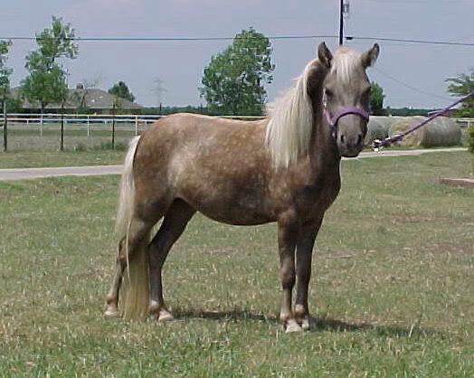 i love miniture horses Pictures, Images and Photos