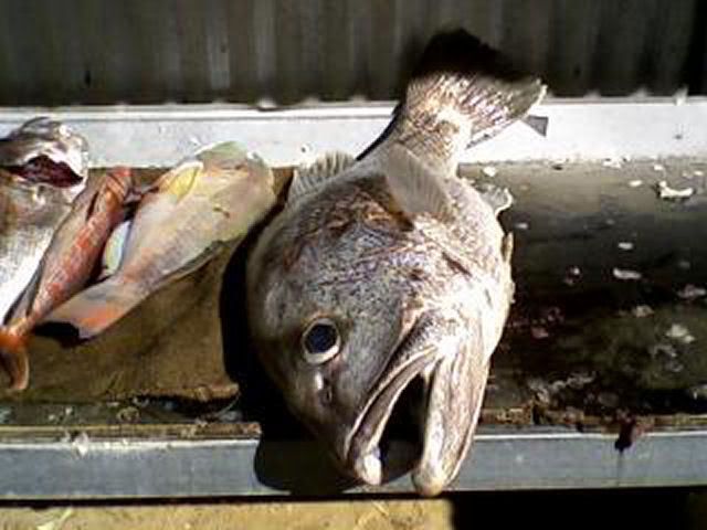 My Dhufish caught off Leeman, WA