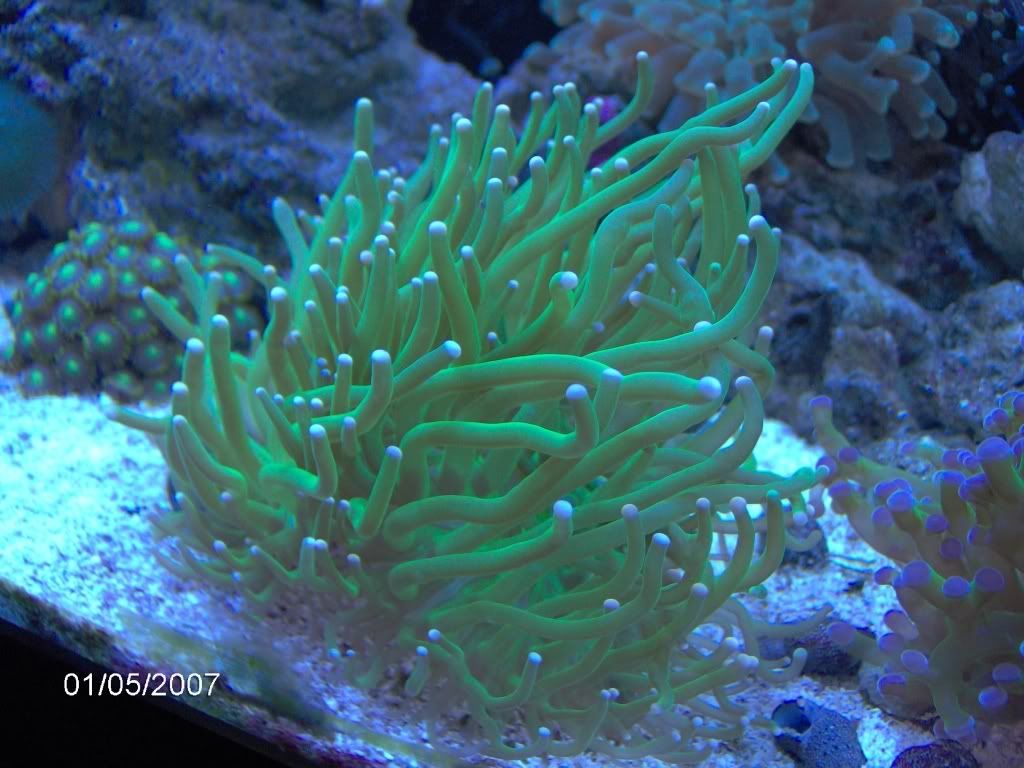 Torch Coral