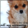 chihuahua not accessory icon Pictures, Images and Photos