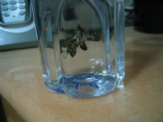 圖檔