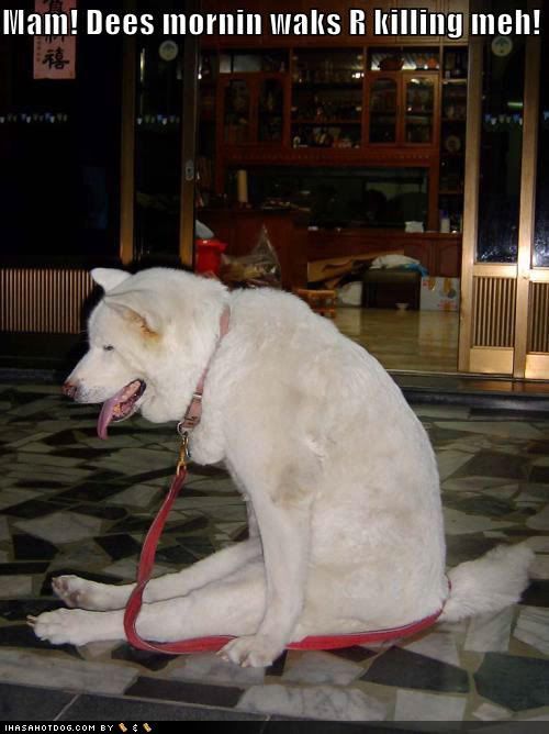loldog-cute-dog-pictures-morning-wa.jpg Sitting dog image by shell_beauty