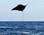 stingray-1.jpg