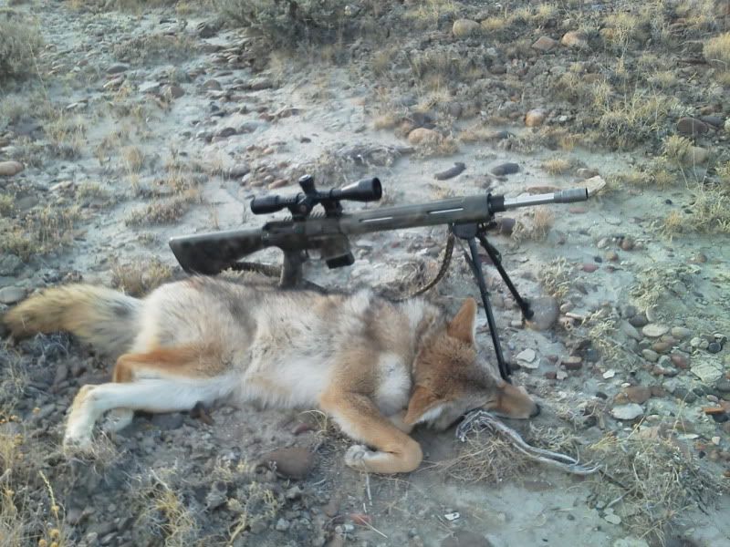 coyote2011.jpg