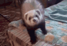 bouncy%20ferret%20smaller_zpspgppzdzt.gi