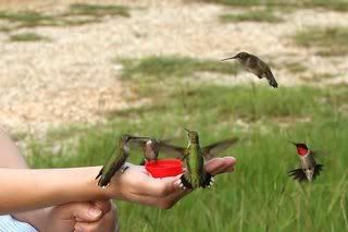 hummingbirds Pictures, Images and Photos