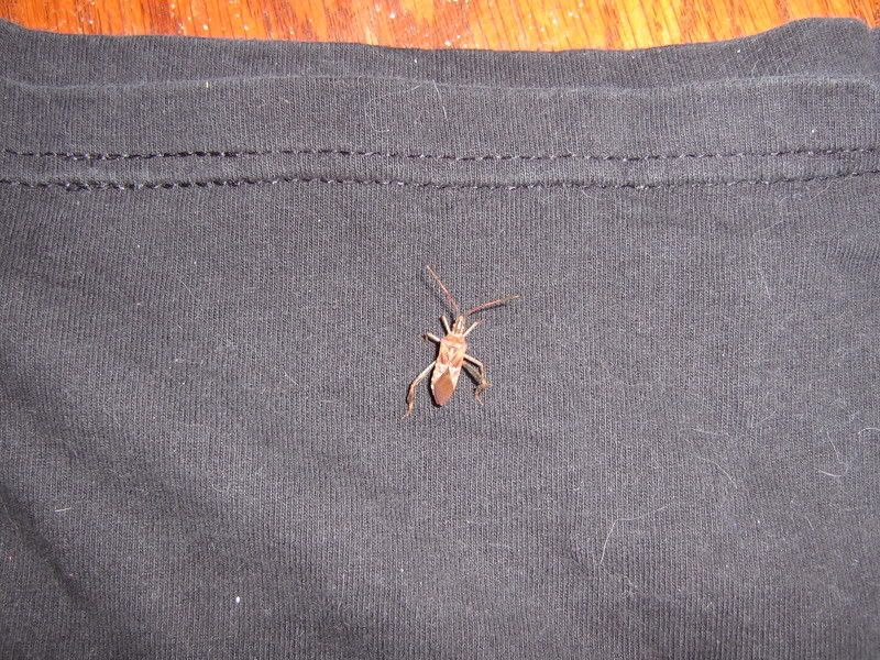 bed bug bites on humans. Pictures Of Bed Bug Bites