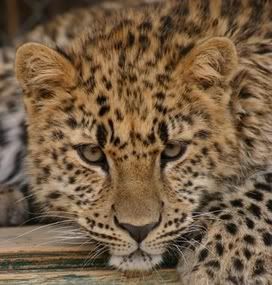 Leopard ^^ Pictures, Images and Photos