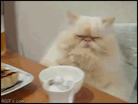 wtf cat