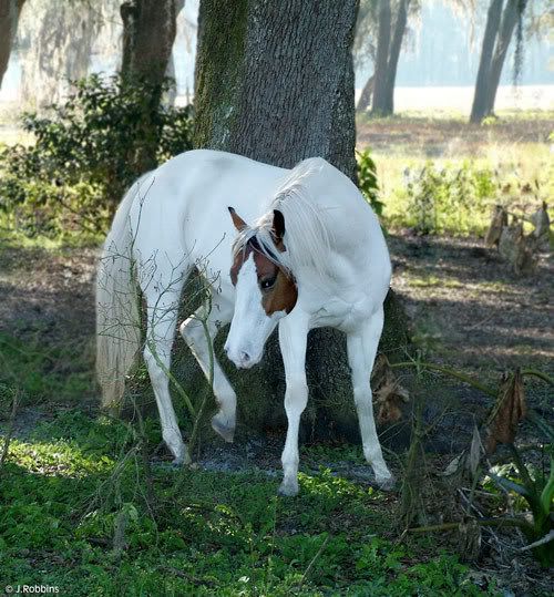 Paint Mare