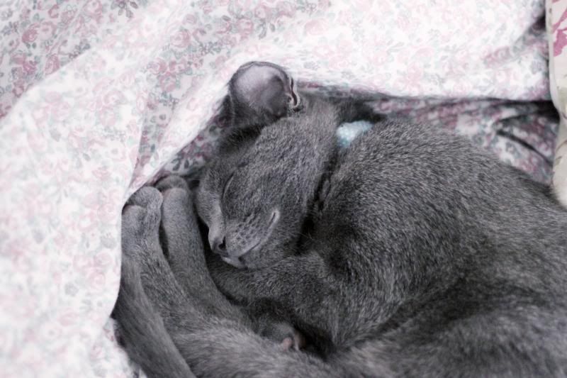 image: Blue Grey Kittens