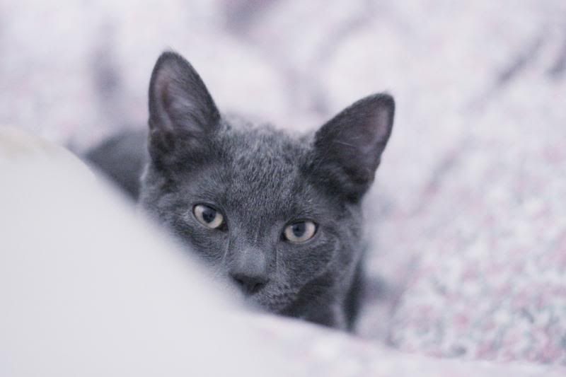image: Cats of the Internet