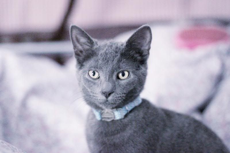 image: My Cat Jasper