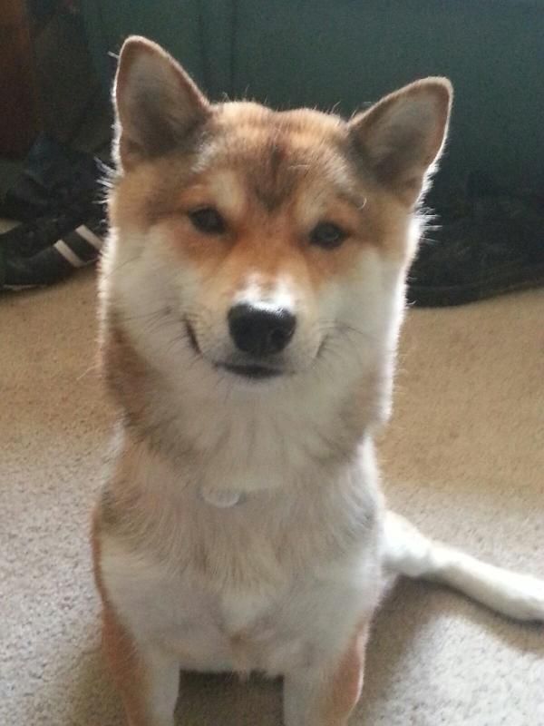 Two days now, my dog has thrown up after walks, (more info inside) r