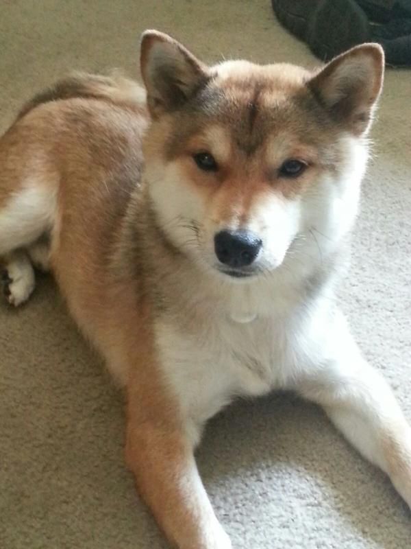 Two days now, my dog has thrown up after walks, (more info inside