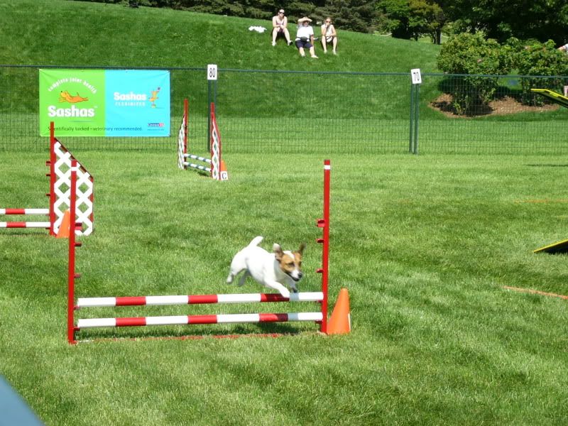 AAC Agility Nationals in Ottawa! Puppy Forum and Dog Forums