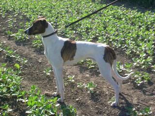 benpup002.jpg