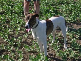 benpup013.jpg