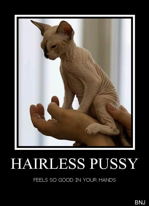 Hairless Cat Pictures From Photobucket 91