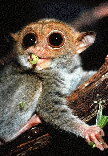 tarsier.jpg