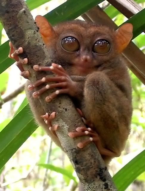 tarsier1.jpg