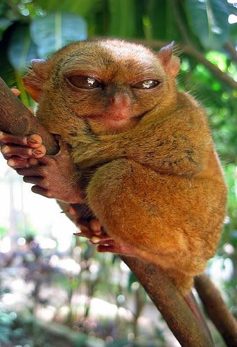 tarsier2.jpg