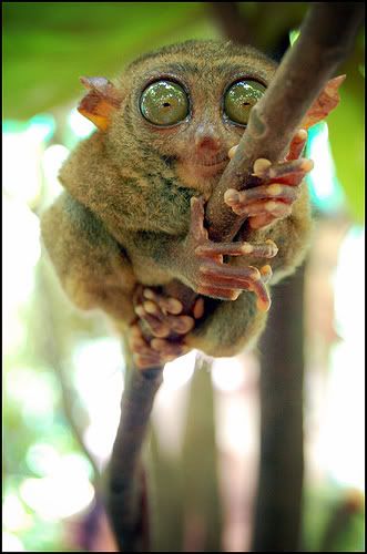 tarsier4.jpg