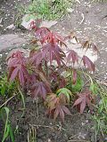 http://i48.photobucket.com/albums/f216/Khanaleon/jardin/12%20avril%2008/th_aceratropurpureum.jpg