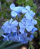 http://i48.photobucket.com/albums/f216/Khanaleon/jardin/th_plumbago.jpg