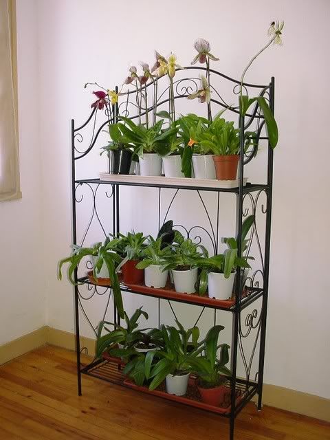 etagere orchidee