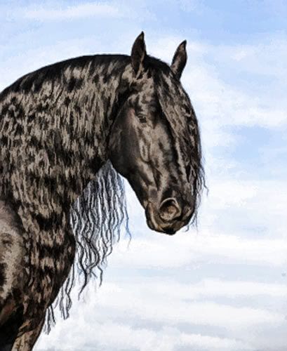 wallpaper of friesian horse. Friesian painting Image