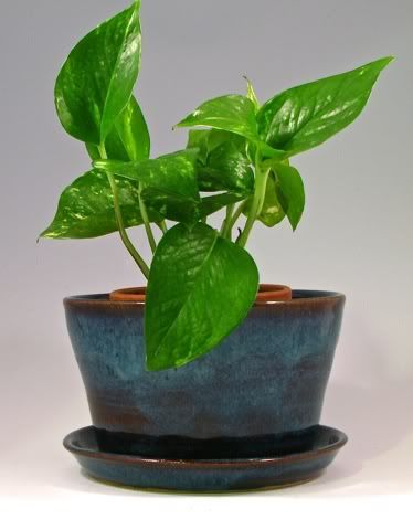 Floating blue planter with attached saucer