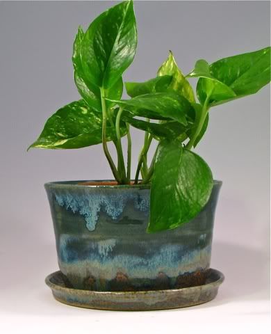 Tidepool planter with attached saucer