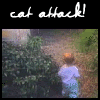 catattack.gif