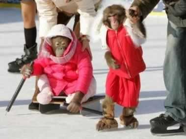 ice-skating-monkey.jpg