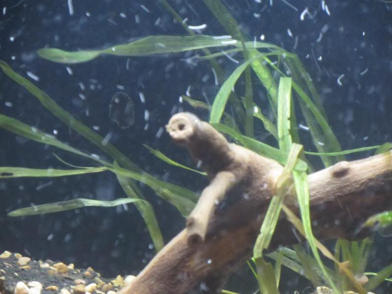 White mold/fungus on plant? The Planted Tank Forum