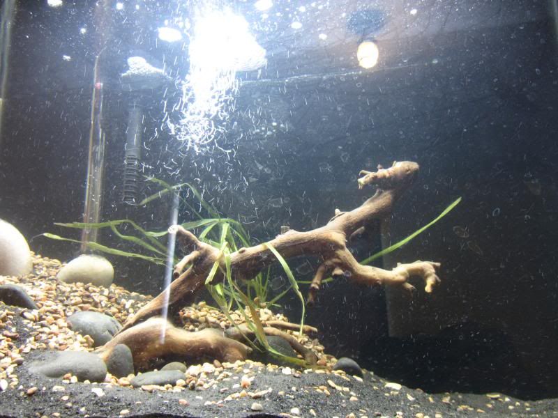 White mold/fungus on plant? The Planted Tank Forum