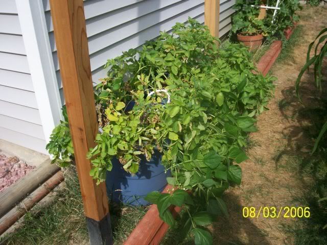 Potatoes in a barrel,  well half barrel - Gardening & Plant Propagation