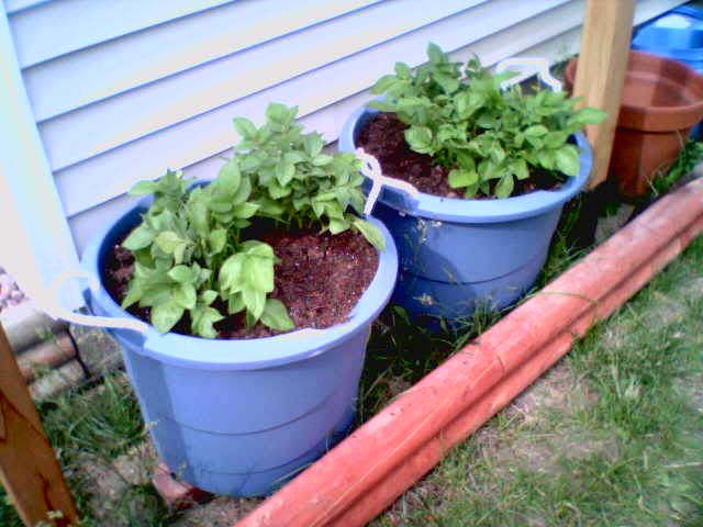 Potatoes in a barrel,  well half barrel - Gardening & Plant Propagation