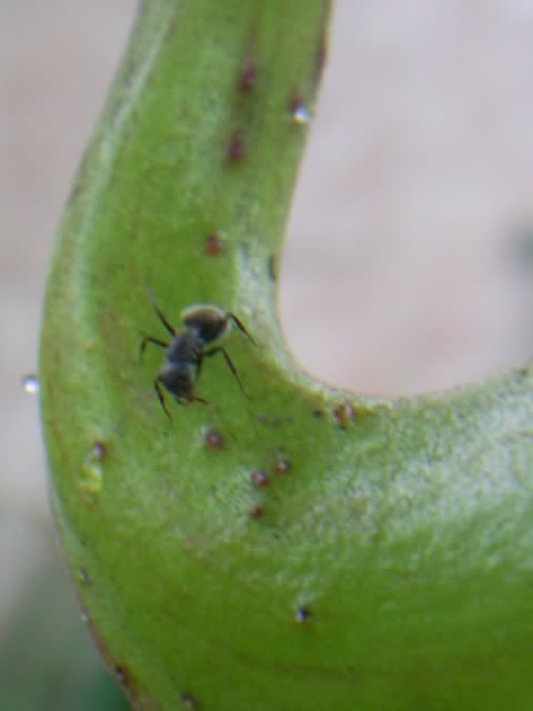 nepenthes formiga ant glandulas nectar