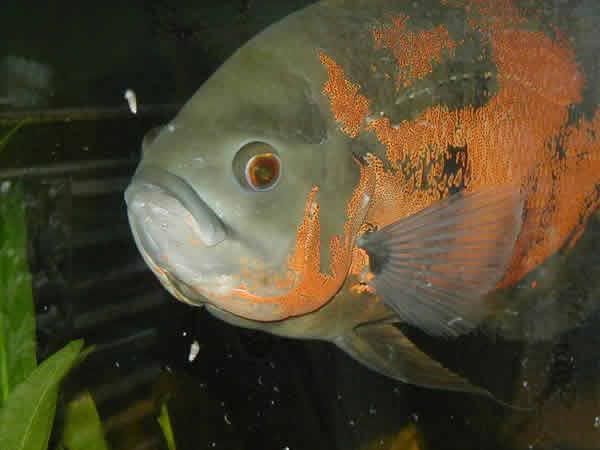 Freshwater Fish: Predator Freshwater Fish