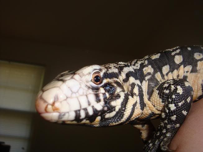 tegu001.jpg