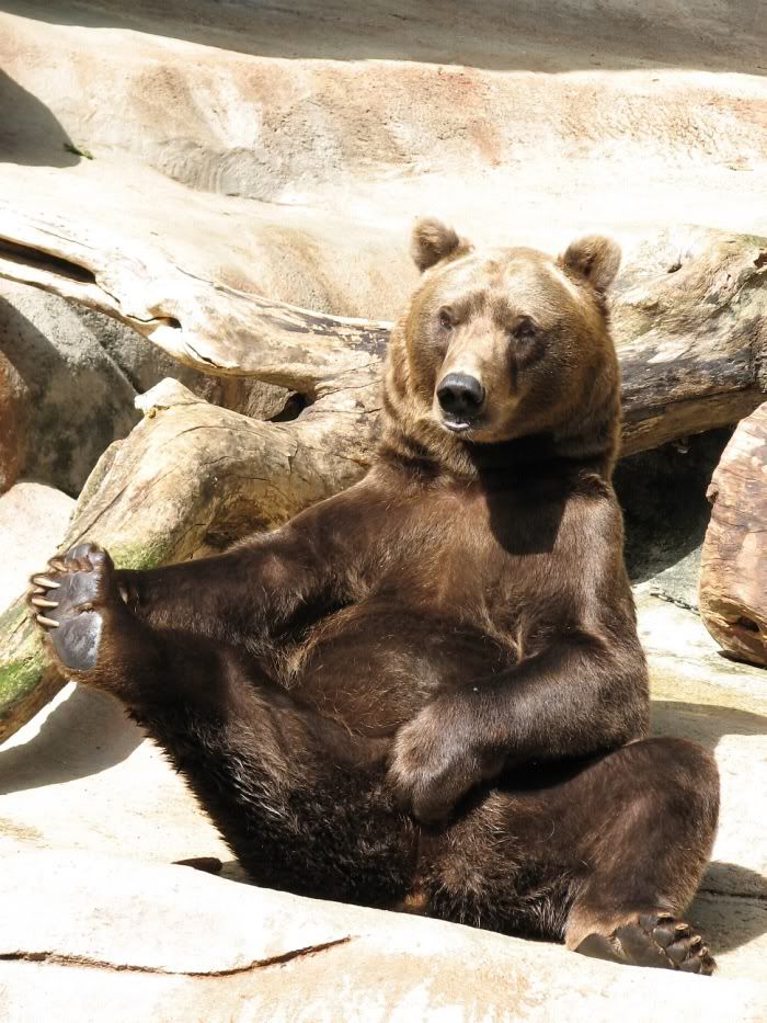 bear.jpg